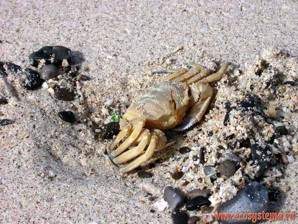   - (Ocypode pallidula) (Pallid Ghost, or Sand Crab)   .   , 
,     (Umm Al Quwain),   ()