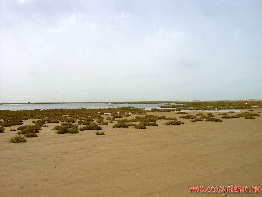 Saline desert with predominance of halophytes on the lower section of the Persian Gulf coast, flooded during high tide. Arabian peninsula, the Emirate of Umm Al Quwain, United Arab Emirates (UAE)