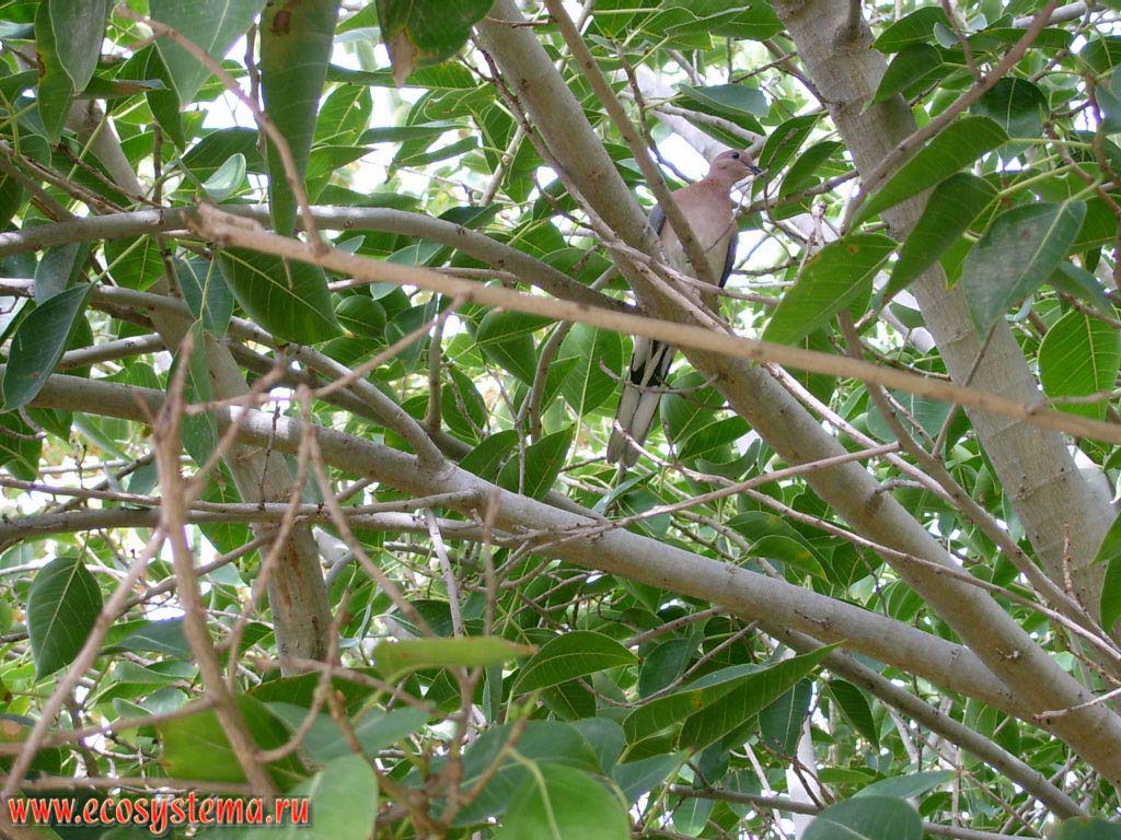 ,  ,    (Streptopelia senegalensis, Palm Dove)      .  
,  ,     (Umm Al Quwain),    ()