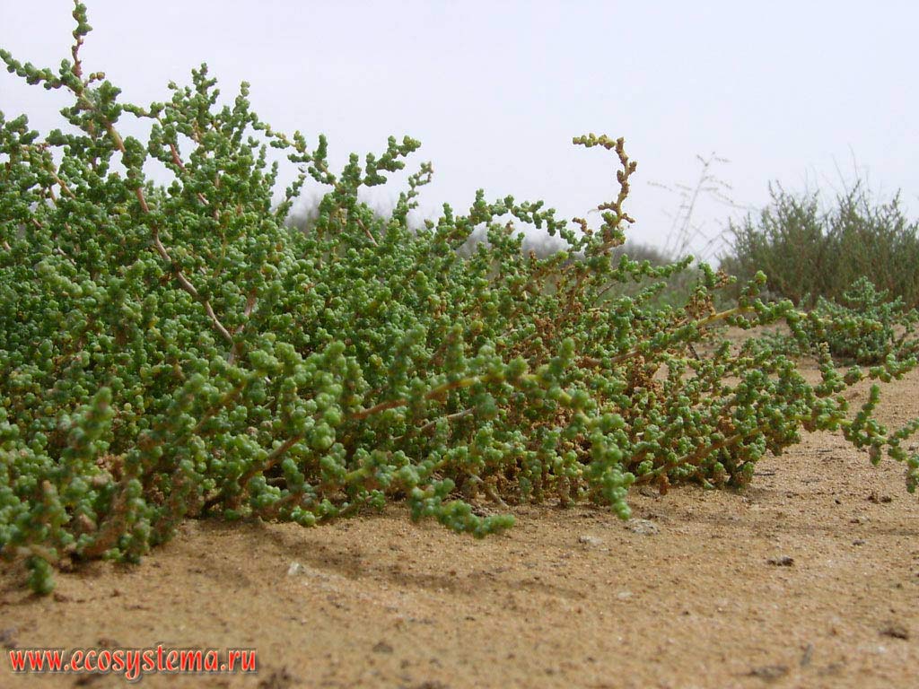Hydrochloric Acid (Amaranth family - Amaranthaceae) - xerophytic shrubs in the saline desert near the Persian Gulf coast. The Arabian Peninsula, the emirate of Ras Al Khaimah, the United Arab Emirates (UAE)