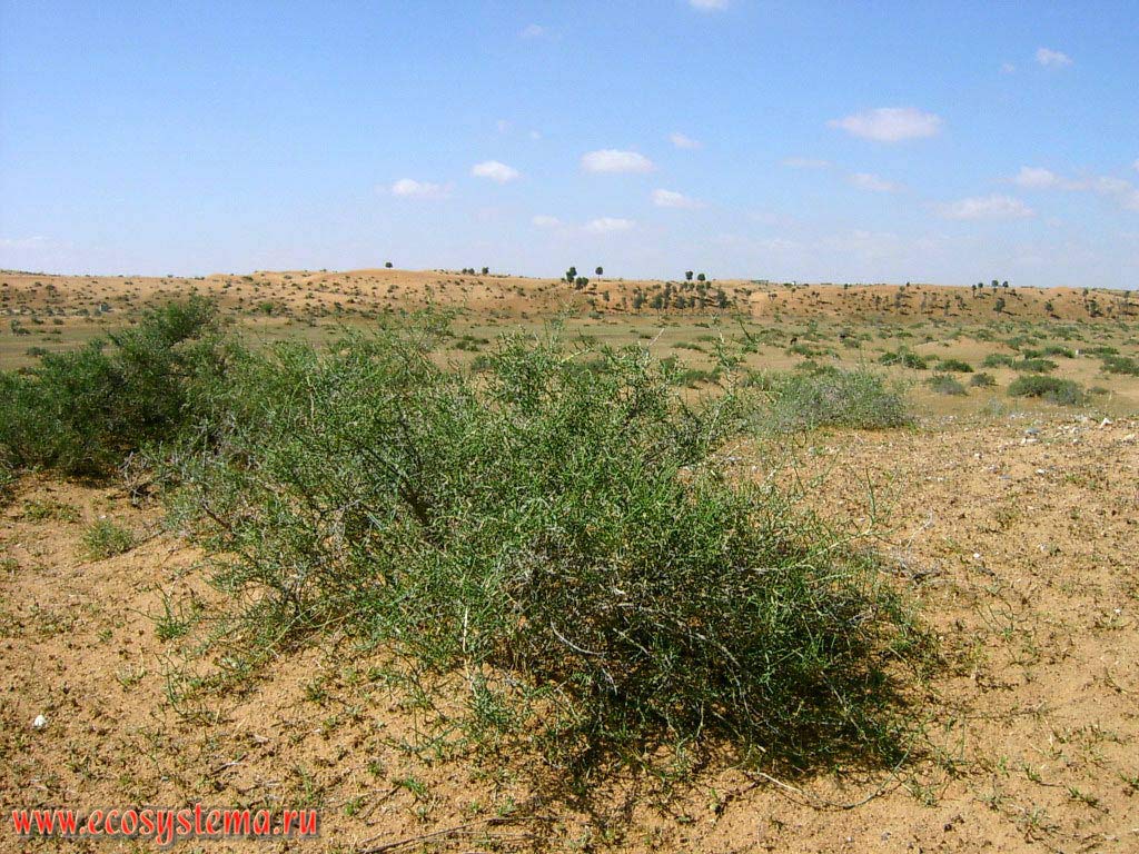 Calligonum (Calligonum sp., probably) - xerophytic shrub in the internal (inner) sandy desert on the Arabian peninsula. Sharjah, United Arab Emirates (UAE)