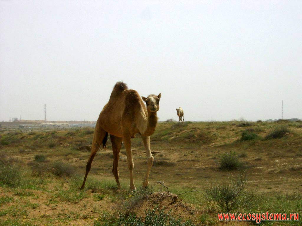   (Camelus dromedarius),   () -        
.   (Sharjah),    ()