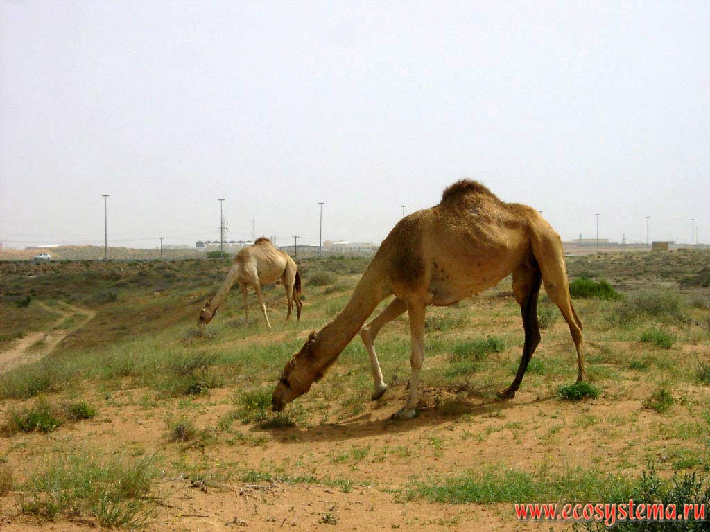   (Camelus dromedarius),   () -     
   .   (Sharjah),    ()