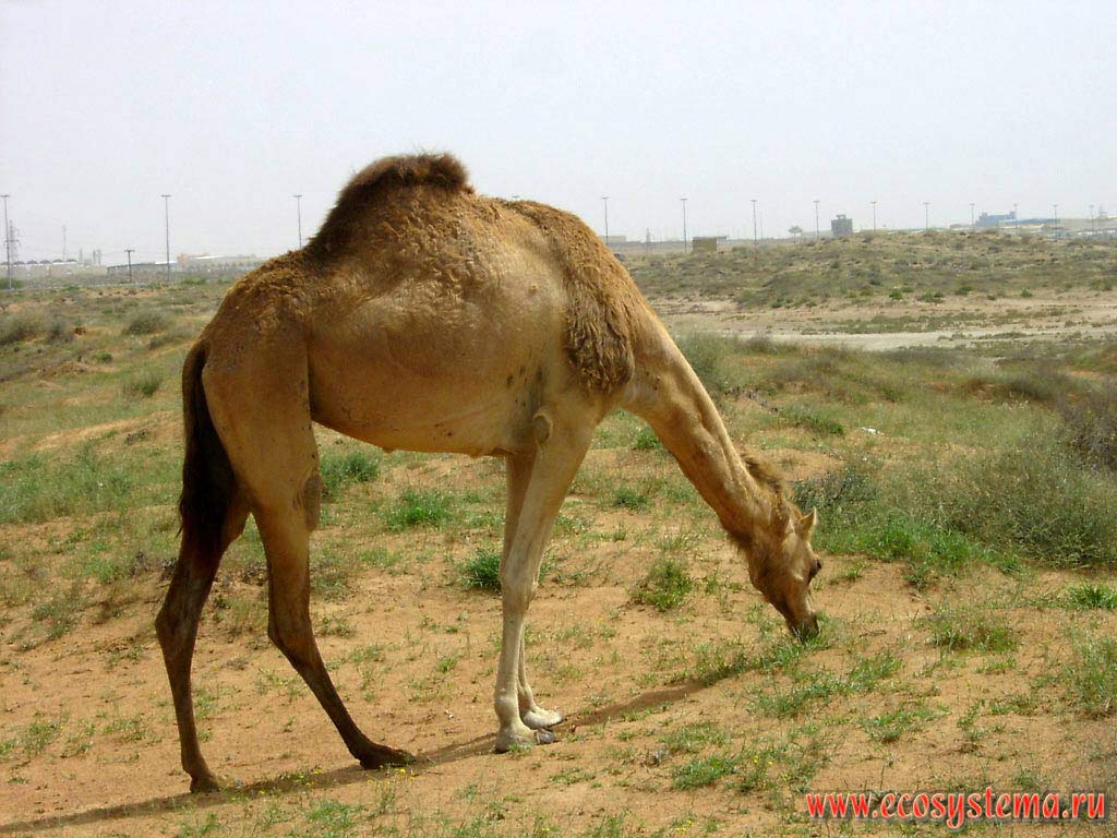   (Camelus dromedarius),   () -        
.   (Sharjah),    ()