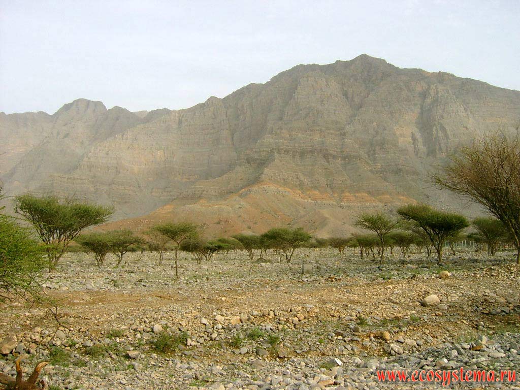    (   ,  )     (Al Hajar)      
 (Acacia) (   - Mimosoideae).  ,   (Fujairah),    ()