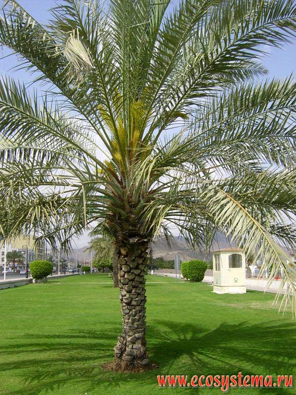 The Date Palm (Phoenix dactylifera L.) in the coastal park. Gulf of Oman coast of the Indian Ocean near the town of Khor Fakkan, Arabian Peninsula, Fujairah, United Arab Emirates (UAE)