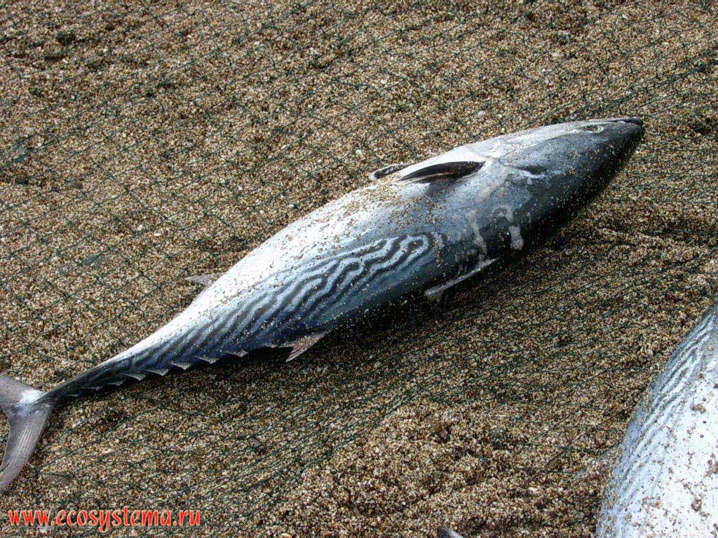 Striated Mackerel or Tuna (Auxis rochei) in the catch of the local fishermen. Beach of the Gulf of Oman in the Indian Ocean near the town of Dibba, Arabian Peninsula, Fujairah, United Arab Emirates (UAE)
