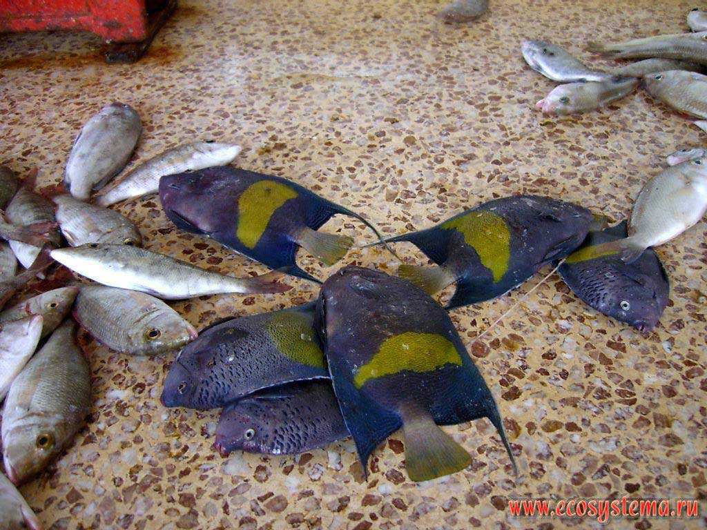  (Lethrinus sp., )  ,    (Pomacanthus asfur, The Arabian Angelfish)    .
   (Umm Al Quwain),   ()