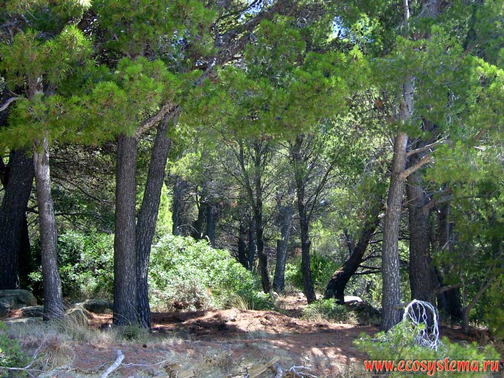     (Pinus pinea,  )    .    (Cilento),    (Castellabate),    ,  