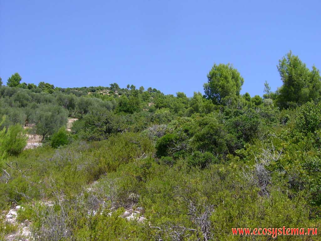      (Pinus pinea)    (Arbutus andrachne)        .     ,   (Foggia)  ()  (Puglia),  