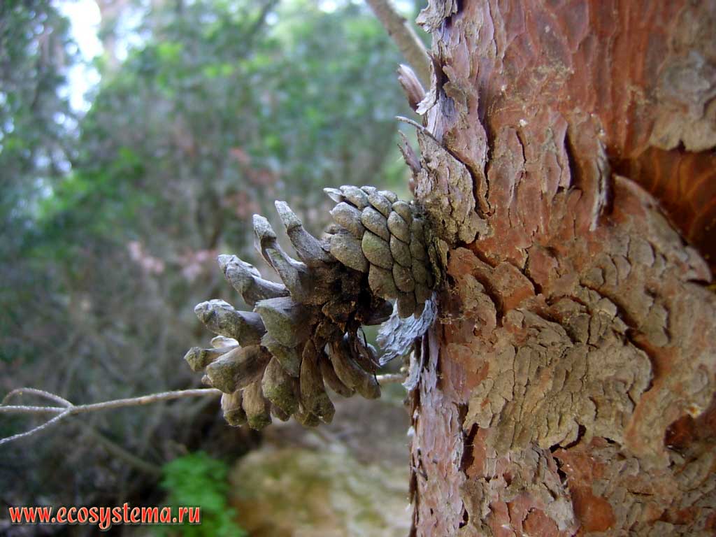   (Pinus pinea),   ,    .     ,   (Foggia)  ()  (Puglia),  