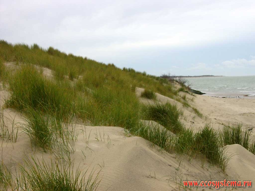 The lower part (the foot) of the sand dune on the coast of the North Sea. The island of Walcheren in the Strait of Eastern Scheldt (Ooosterschelde), near the town of Nord-Beveland (Noord-Beveland), Province of Zealand (Zeeland), north-west of the Netherlands, Northern Europe