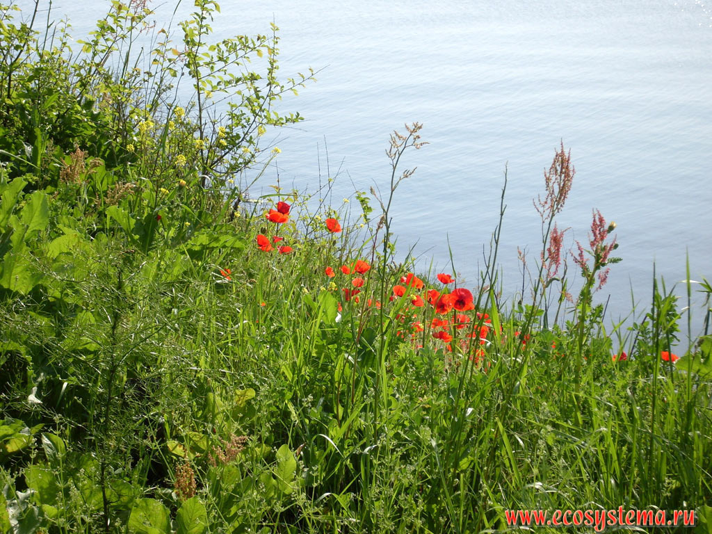 Spring herbs with common poppies (Papaver rhoeas) on the Cape Akra (Accra Peninsula)