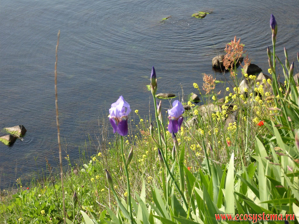   (   - Iris germanica)      