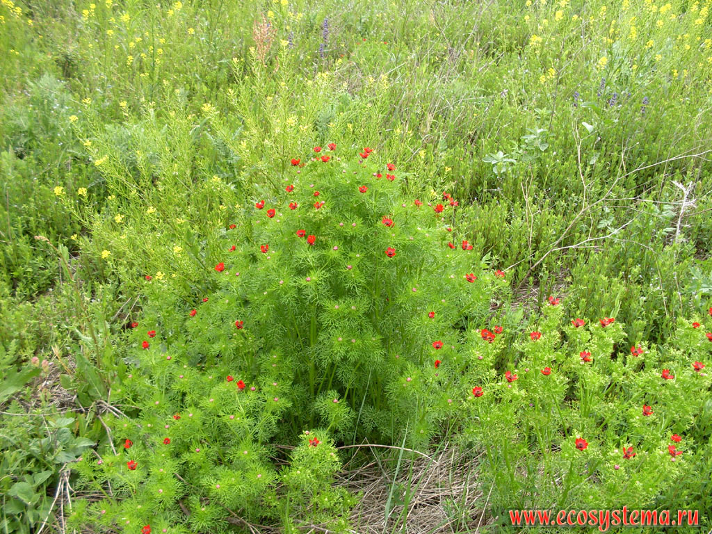  ,  ,   (Paeonia tenuifolia)            ׸    