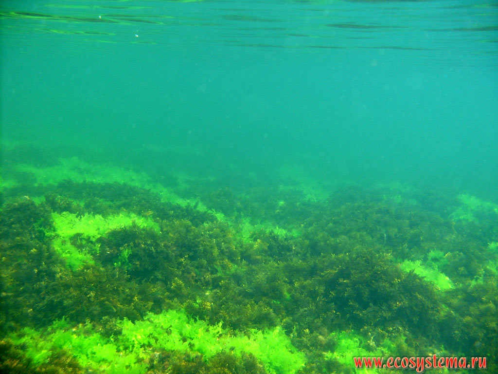 Underwater vegetation of the Black sea: green (Ulva, or sea lettuces, or sea salad) and brown (Cystoseira) algae on the coastal rocks