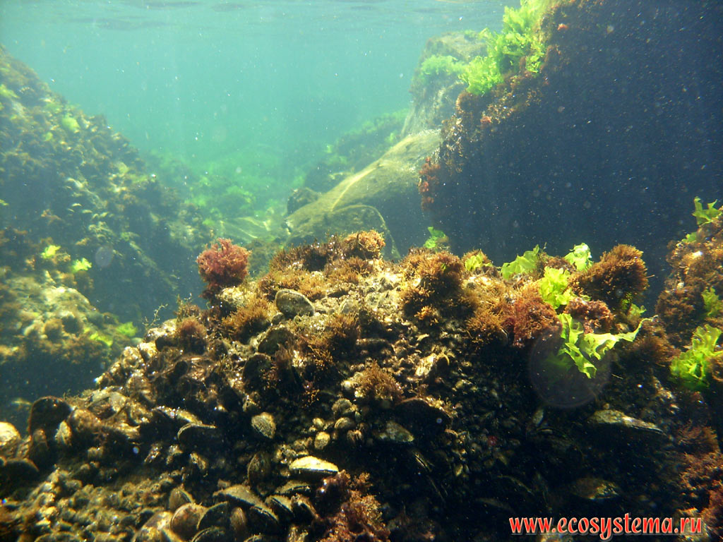 Underwater vegetation and animals of the Black sea: green (Ulva, or sea lettuces, or sea salad) and brown (Cystoseira) algae on the coastal rocks and bivalves  mussels (Mytinus)