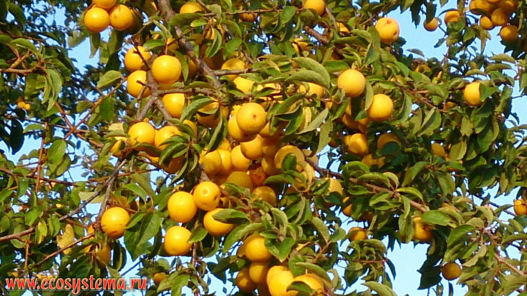     (  - Prunus cerasifera),    