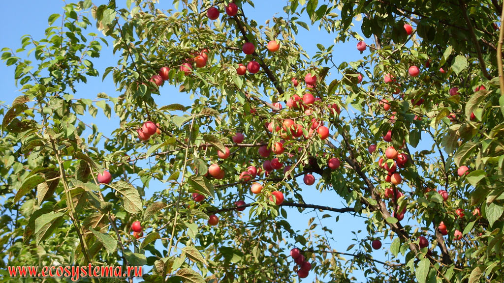      (  - Prunus cerasifera)