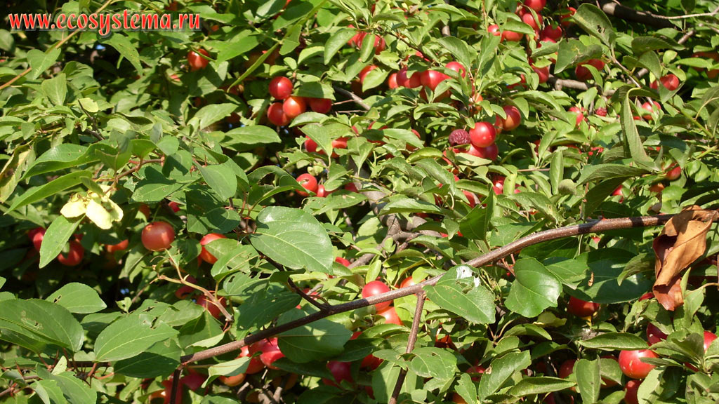     (  - Prunus cerasifera),    