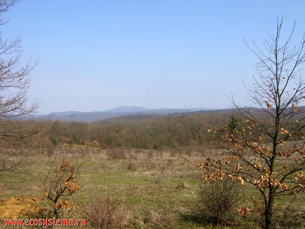 Broad-leaved forests with predominance of oak and beech on the territory of the low-mountain massif Strandja (Strandzha)