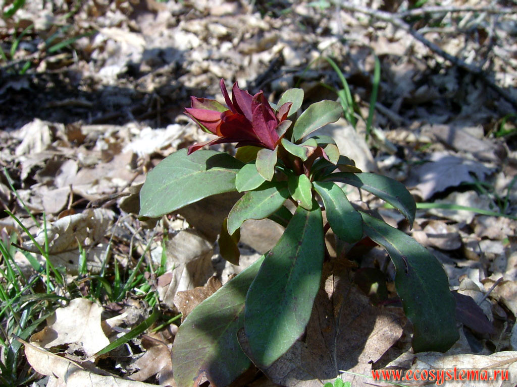  (  - Euphorbia amygdaloides)         