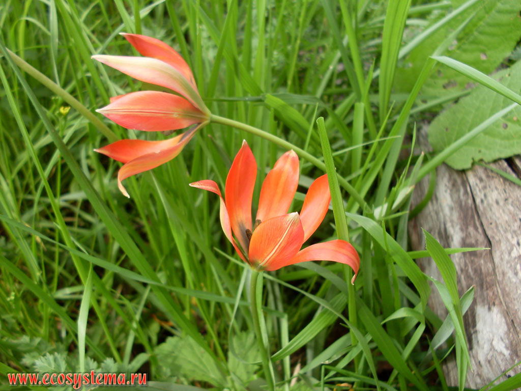   (Tulipa orphanidea)            