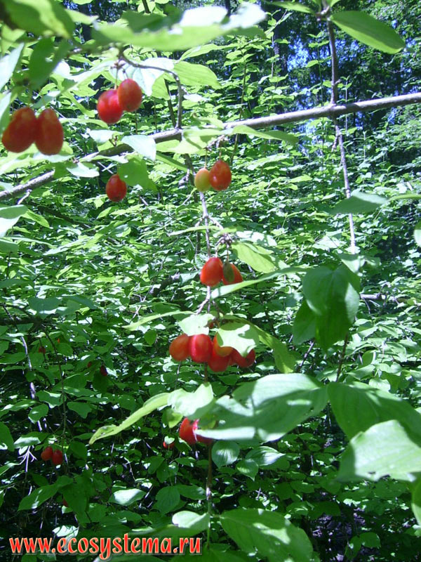Cornelian cherry, European cornel or Cornelian cherry dogwood (Cornus mas) fruit on the edge of deciduous forests in the foothills