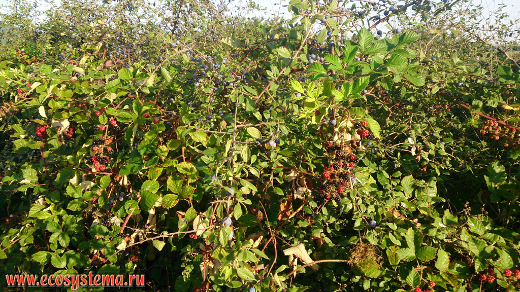    (Rubus fruticosus)           