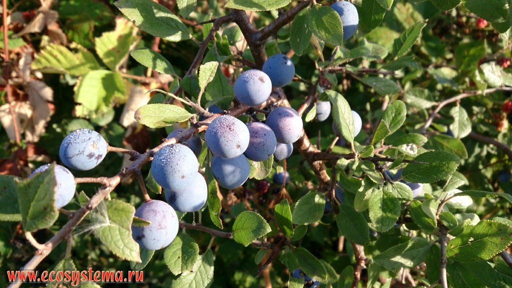  ,   (Prunus spinosa)           