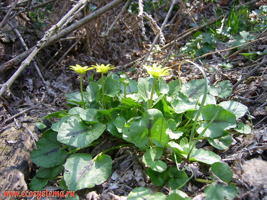 Lesser celandine or pilewort (Ficaria verna) in broad-leaved oak forest