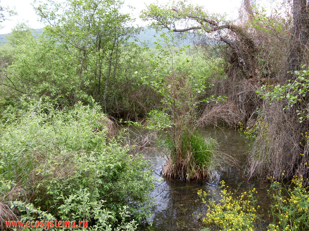 Lowland swamp (overgrown wetland lake) - nature reserve 
