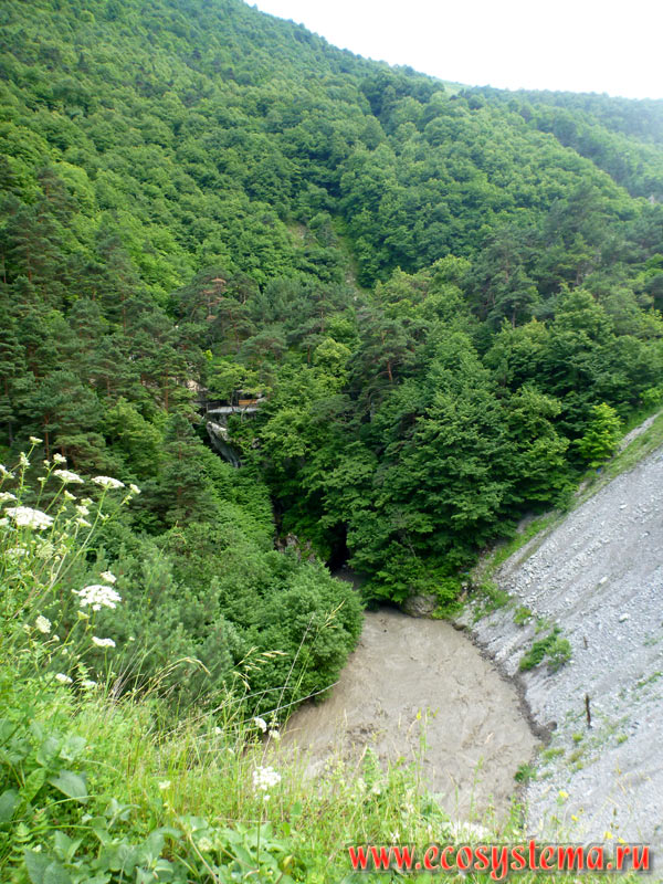 The bed of the mountain river Fiagdon with talus and deciduous forests in the foothills of the Greater Caucasus
