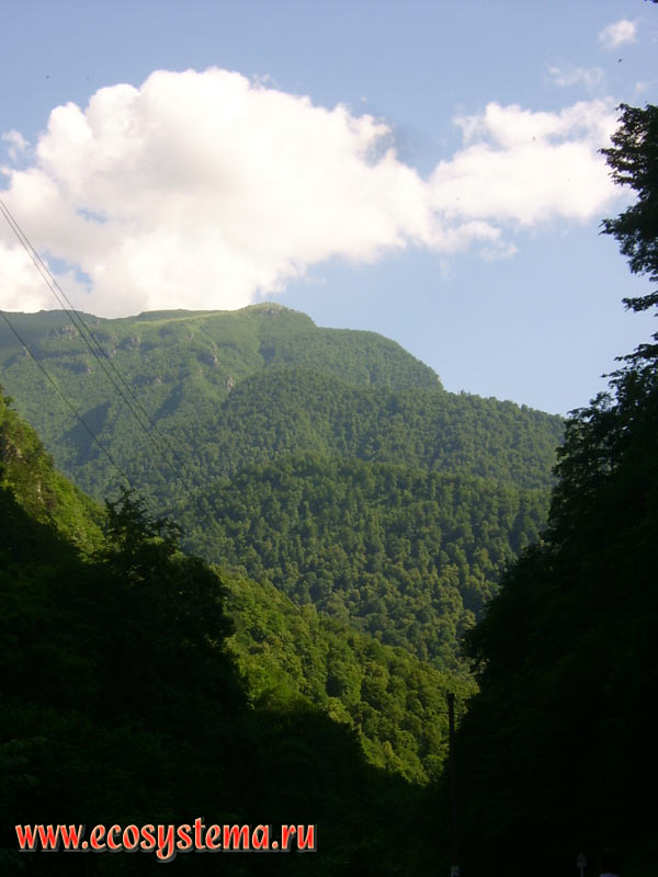 Deciduous forests on the slopes of medium-high mountains in the foothills of the Greater Caucasus, 40 km South-West of Vladikavkaz