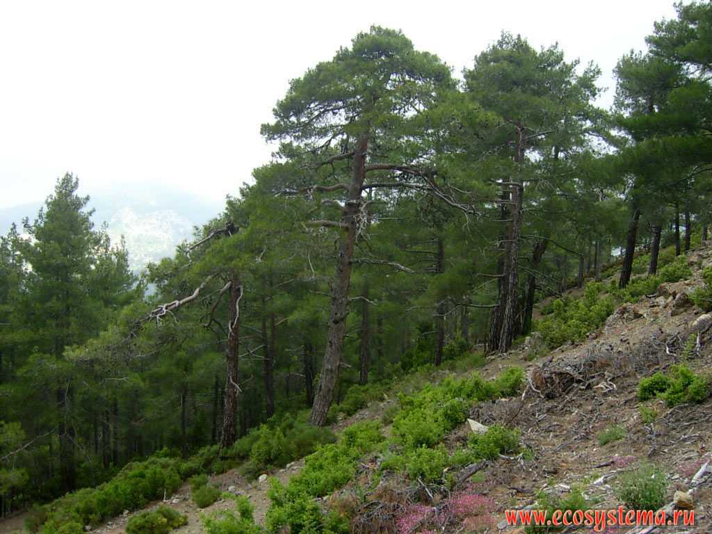      ,   (Pinus brutia)    ,      
