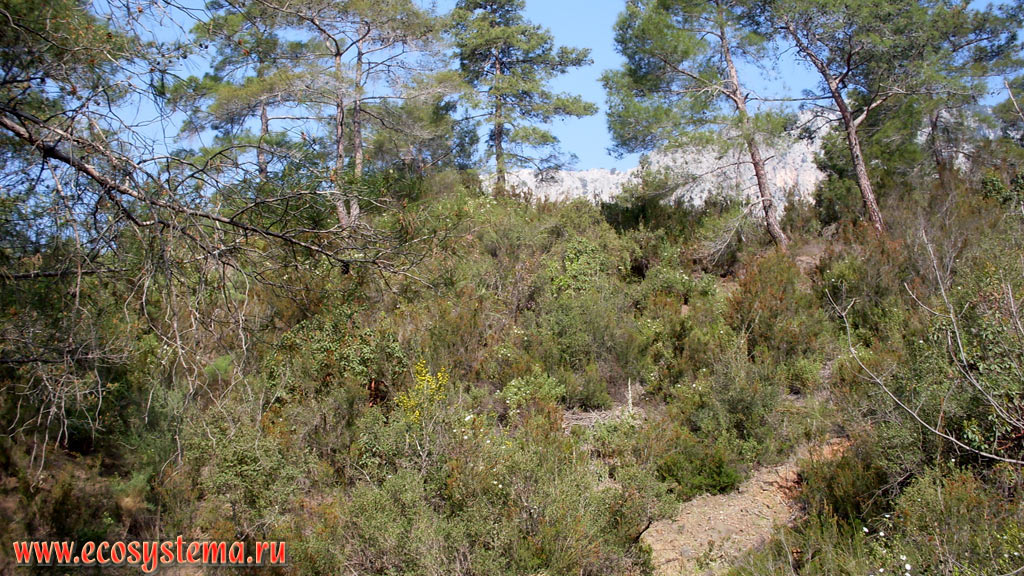      ,   (Pinus brutia)    (Arbutus)     