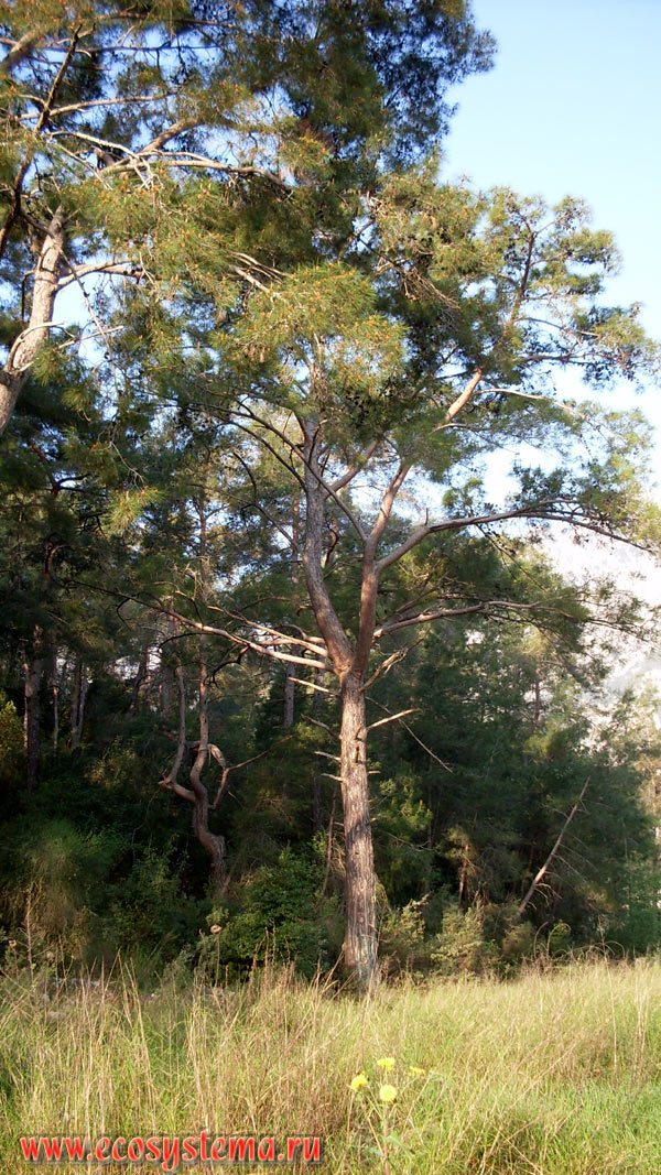      ,   (Pinus brutia)     ,      