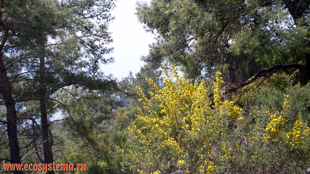      ,   (Pinus brutia)    (Arbutus) c   ( Genista)     
