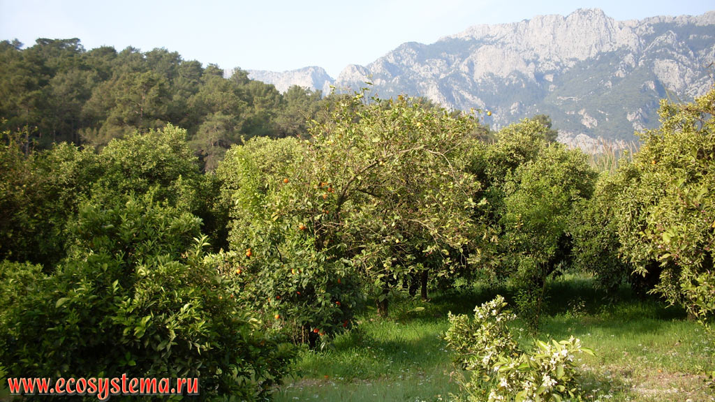 Orange garden on the foothill plain between the Mediterranean sea and the Beydaglari mountain range, within the mountain system of Western Taurus