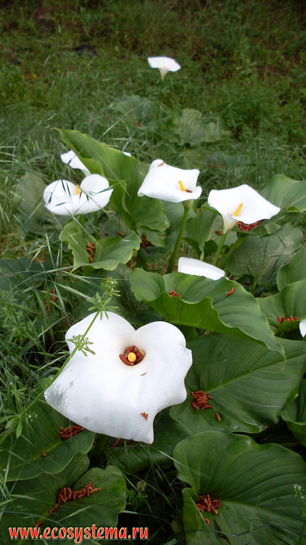    (Calla palustris)    (Araceae)             