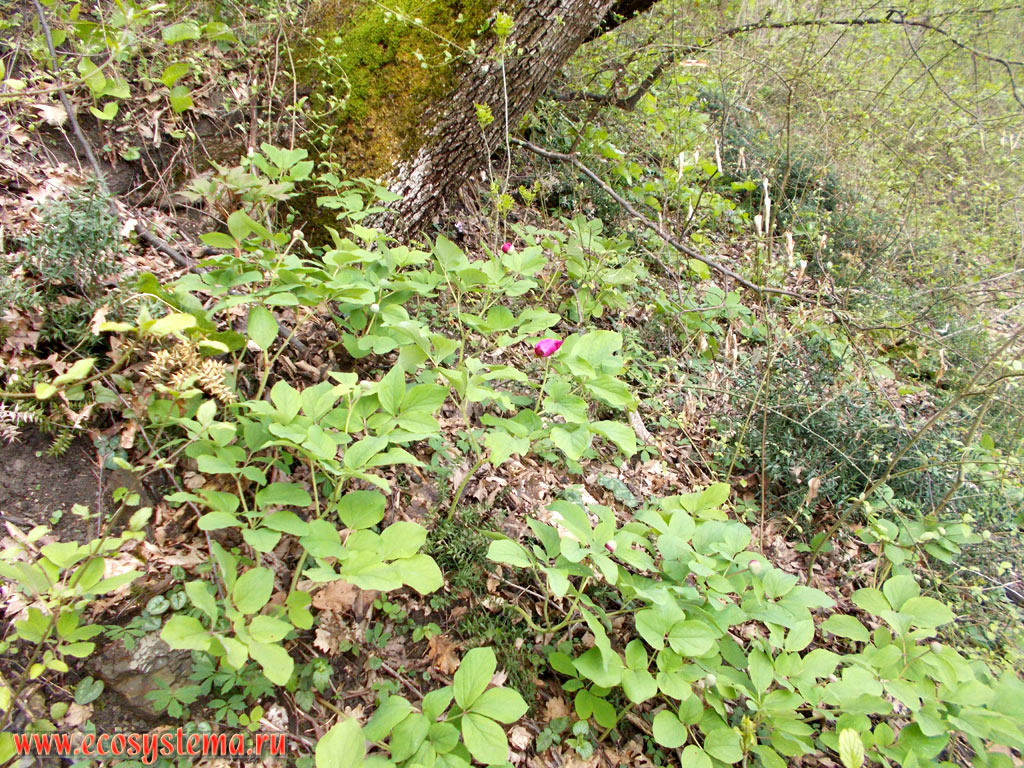   (Paeonia caucasica)   (Ruscus)        (Quercus)   - 
