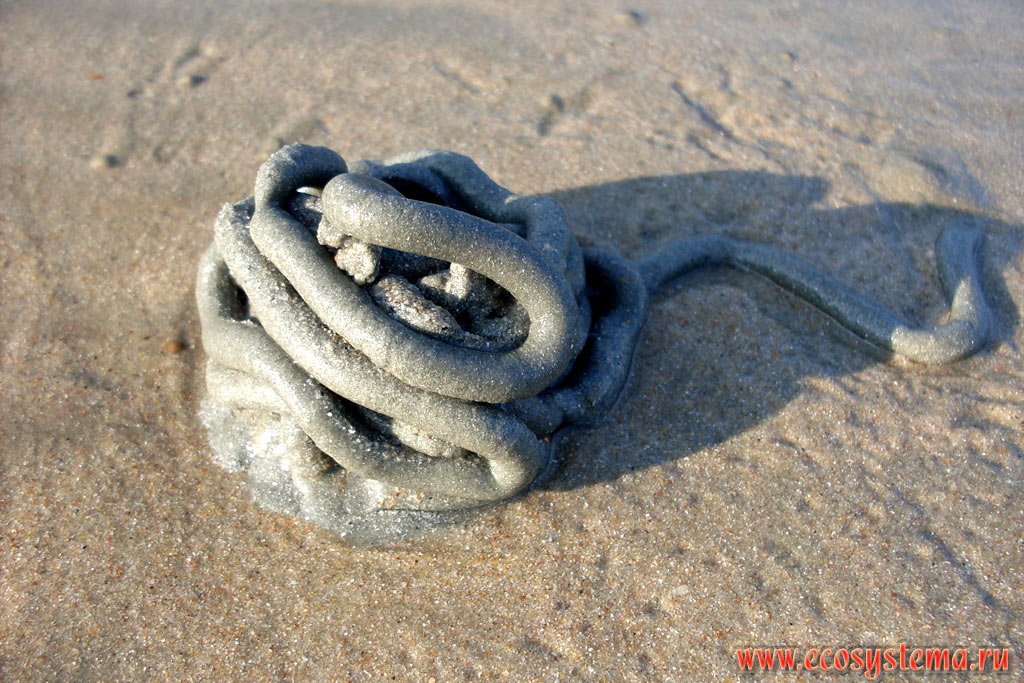 A warm casting  beach sand, passed through the intestine of Sandworm (Arenicola) - a large bristle worm (Polychaeta), living on a sandy beach