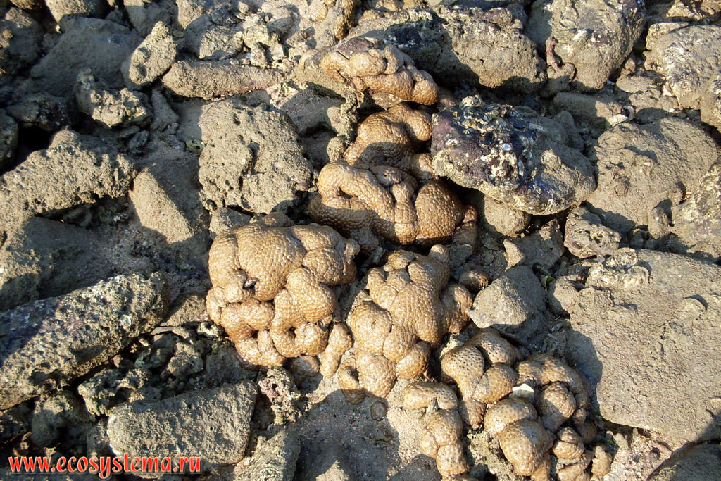 Stony corals (probably genus Goniastrea, family Faviidae), covered with silt, on the littoral at low tide in the Molae Bay (Ao Molae) on the coast of the Malacca Strait of Andaman Sea