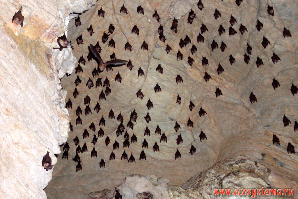    -  ( Rhinolophidae)    (Crocodile Cave)    