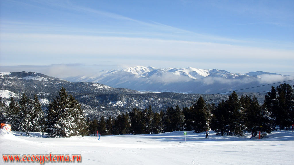 Eastern Pyrenees Mountains covered with light-coniferous (pine) forests with predominance of Scots Pine  (Pinus sylvestris) and Austrian, or Black Pine (Pinus nigra) and ski slopes of the Font-Romeu (Font-Romeu-Odeillo-Via) ski resort