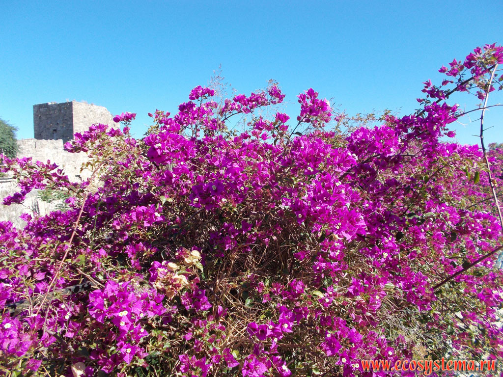 Bougainvillea flowering bush among the ruins of the Castle of Rhodes