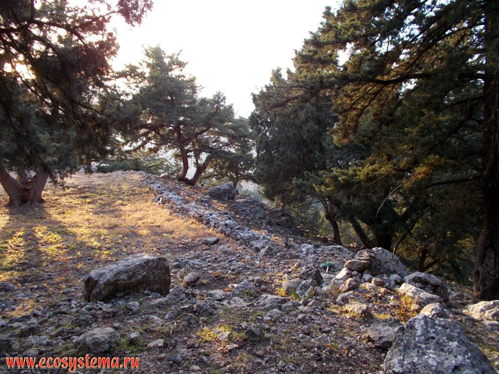      (Pinus)    (Juniperus)      ()   