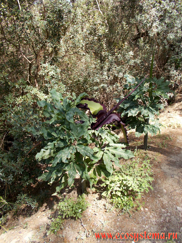  ,   (Dracunculus vulgaris)    (Araceae)  -   ()       ()        (Kolympia),     (Seven Springs)