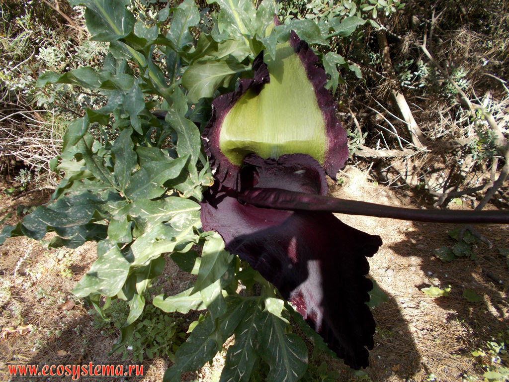 Flower of the Drakondia, or dragon lily, or black dragon, or black arum, or voodoo, snake, stink lily, or dragonwort (Dracunculus vulgaris, the Araceae family), with cob inflorescence with a velvety dark purple blanket in the light coniferous (pine) forest on the slopes of the low mountains on the Eastern (Mediterranean) coast of the island of Rhodes