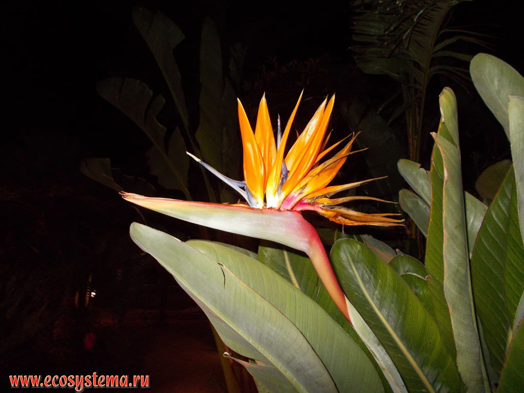 The Crane Flower or Bird of Paradise (Strelitzia reginae) in urban landscaping, with flower and leaves